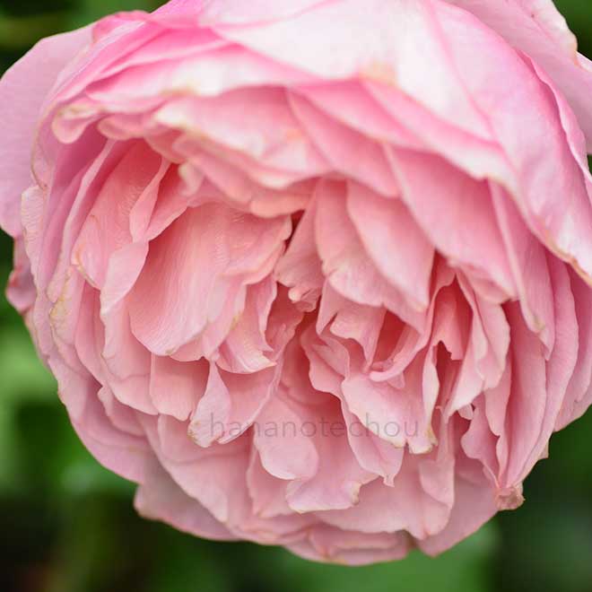 バラ 小春｜花の手帖の薔薇図鑑