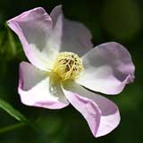 バラ 小春日和｜花の手帖の薔薇図鑑