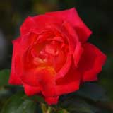 バラ 光彩｜花の手帖の薔薇図鑑