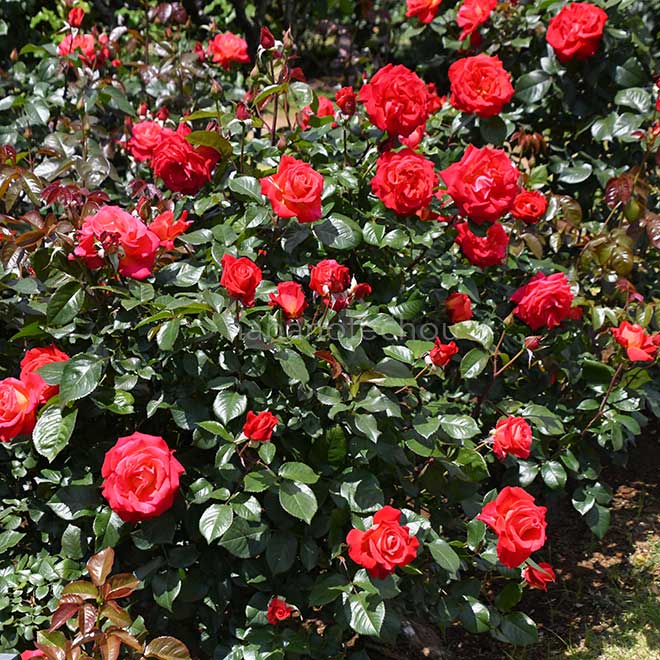 バラ 光彩｜花の手帖の薔薇図鑑