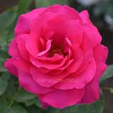 バラ 恋心｜花の手帖の薔薇図鑑