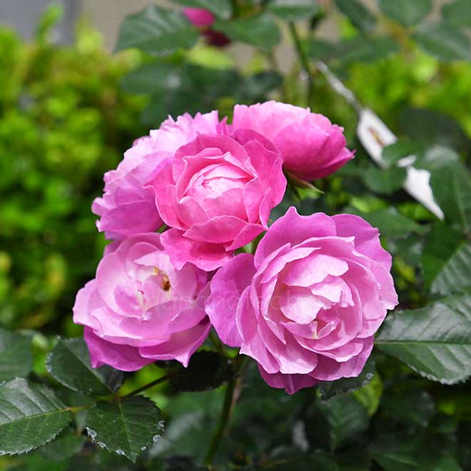 バラ 恋こがれ｜花の手帖の薔薇図鑑