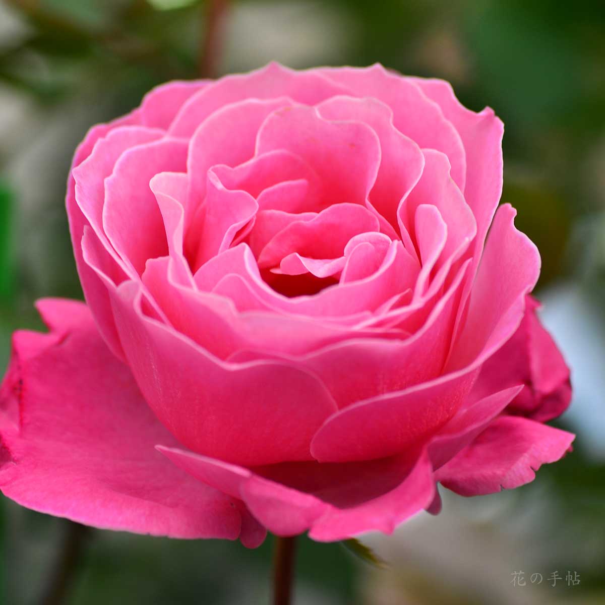 バラ 恋結び｜花の手帖の薔薇図鑑