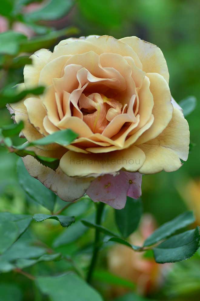 バラ ココロコ｜花の手帖の薔薇図鑑