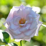 バラ ケルナー カーネヴァル｜花の手帖の薔薇図鑑