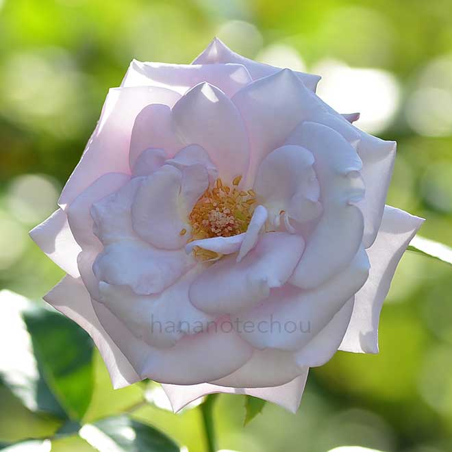 バラ ケルナー カーネヴァル｜花の手帖の薔薇図鑑