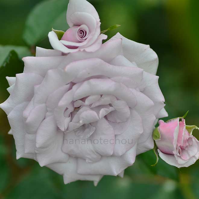 バラ ケルナー カーネヴァル｜花の手帖の薔薇図鑑