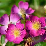 バラ ｜花の手帖の薔薇図鑑