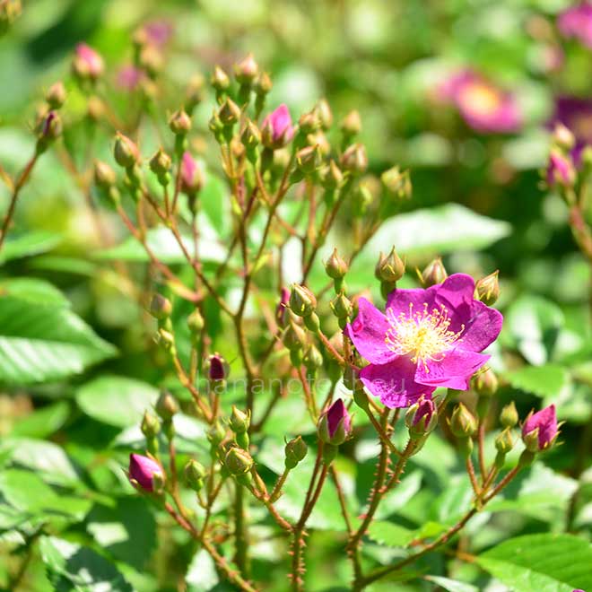 バラ 小紫｜花の手帖の薔薇図鑑