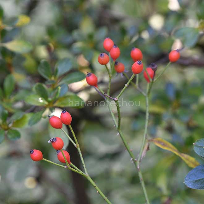 バラ 小紫の実｜花の手帖の薔薇図鑑