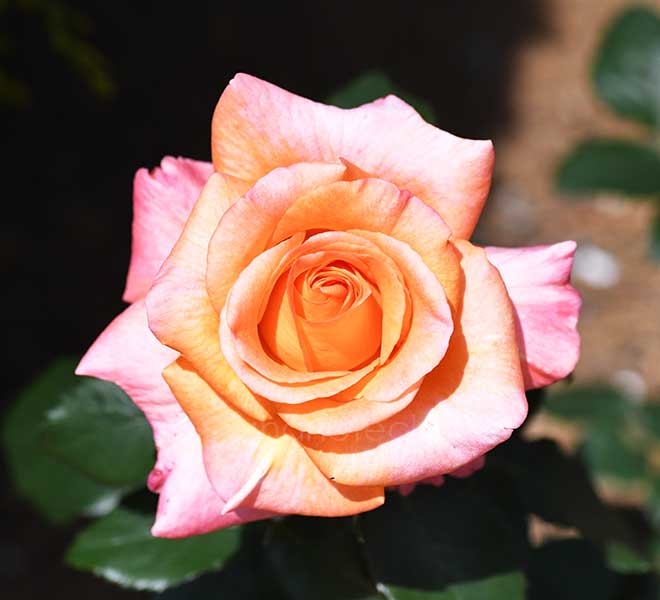 バラ ケニギン ベアトリックス｜花の手帖の薔薇図鑑