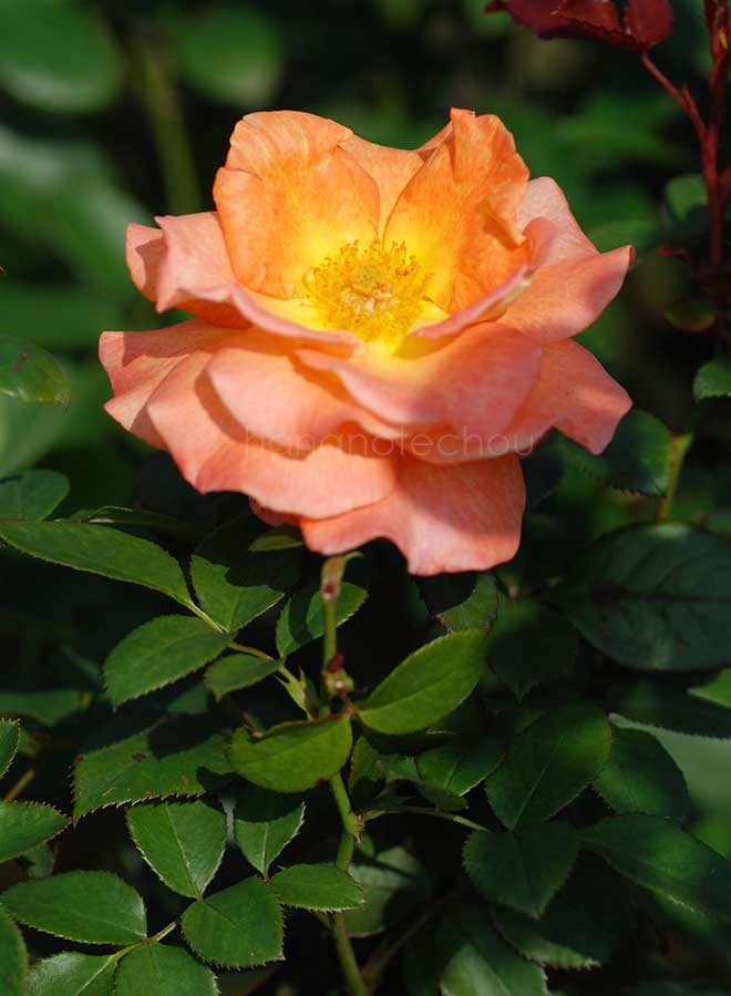 バラ ケニギン ベアトリックス｜花の手帖の薔薇図鑑