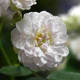 バラ こんぺいとう｜花の手帖の薔薇図鑑