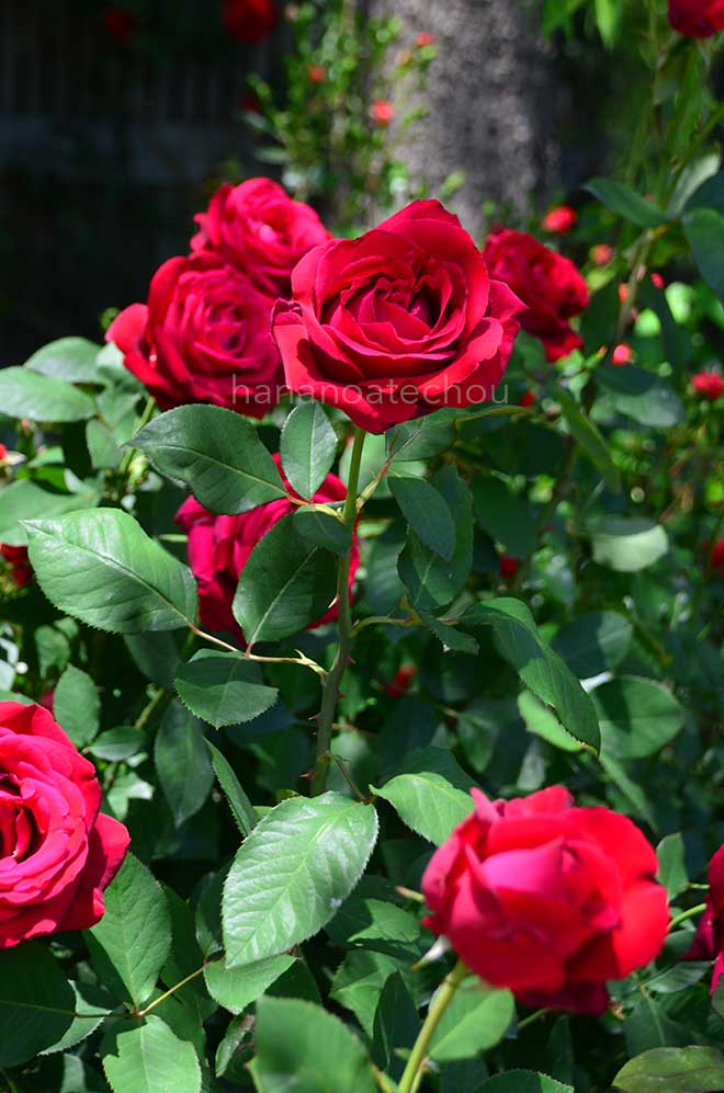 バラ コンラッド アデナウアー ローズ｜花の手帖の薔薇図鑑