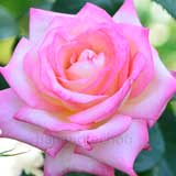 バラ パーフェクター｜花の手帖の薔薇図鑑