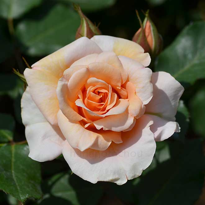 バラ 琴音｜花の手帖の薔薇図鑑