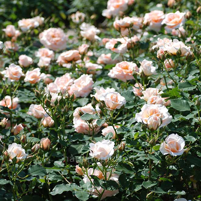 バラ 琴音｜花の手帖の薔薇図鑑