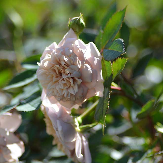 バラ 香茶｜花の手帖の薔薇図鑑