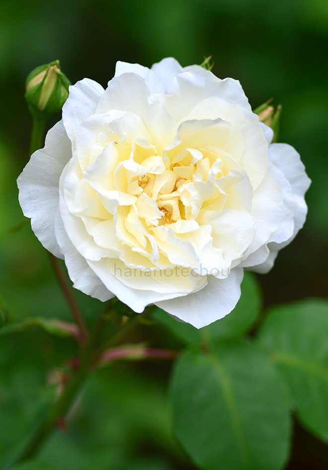 バラ クロンプリンセシンビクトリア｜花の手帖の薔薇図鑑