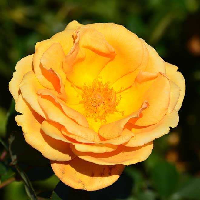 バラ クッパーケニギン｜花の手帖の薔薇図鑑