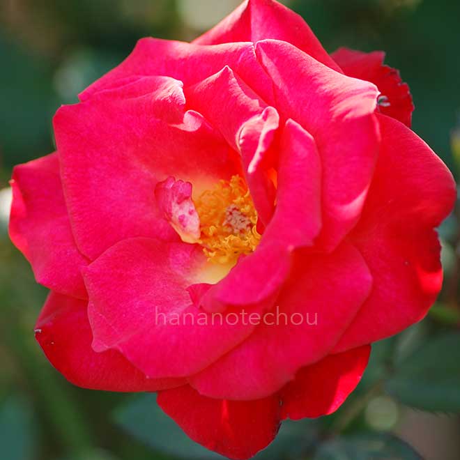 バラ 紅｜花の手帖の薔薇図鑑