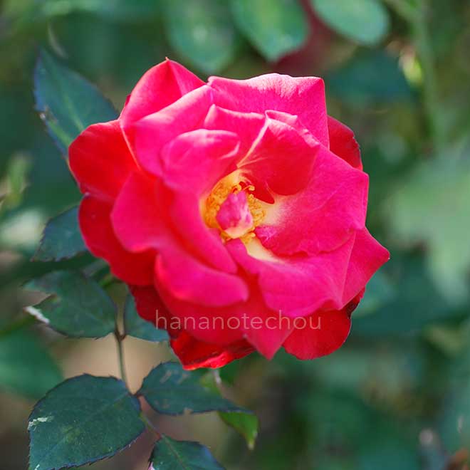 バラ 紅｜花の手帖の薔薇図鑑