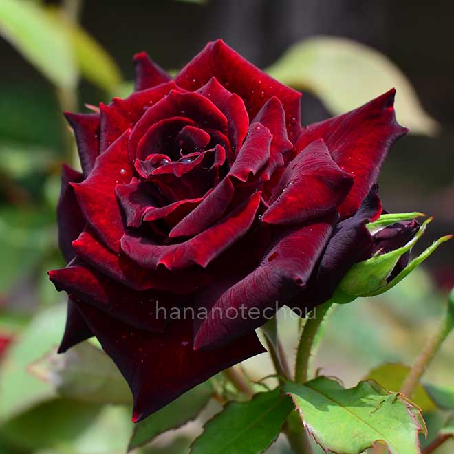 バラ 黒真珠｜花の手帖の薔薇図鑑