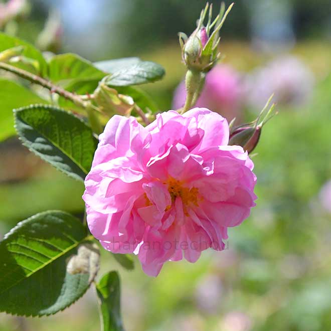 バラ カトル セゾン｜花の手帖の薔薇図鑑