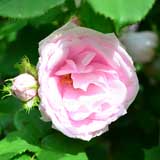 バラ クイーンクレスト｜花の手帖の薔薇図鑑