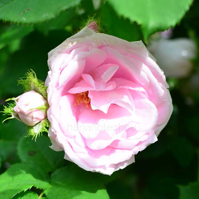 バラ クイーン クレスト｜花の手帖の薔薇図鑑