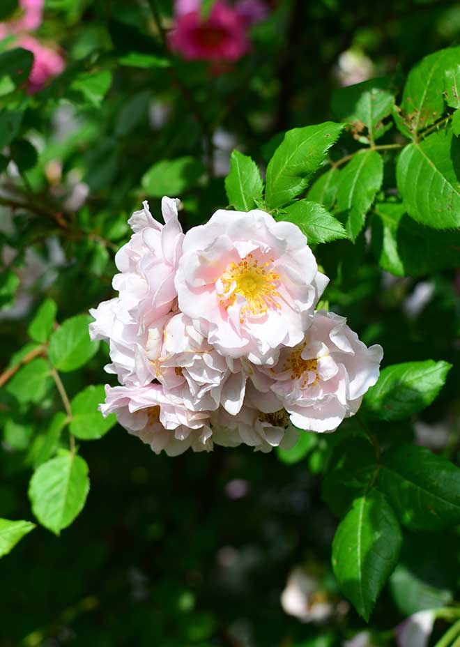 バラ クイーン クレスト｜花の手帖の薔薇図鑑