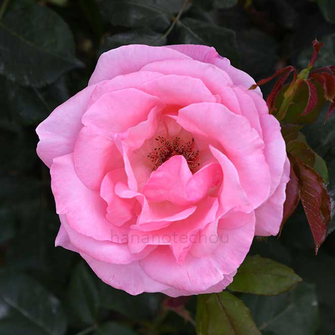 バラ クイーン エリザベス｜花の手帖の薔薇図鑑