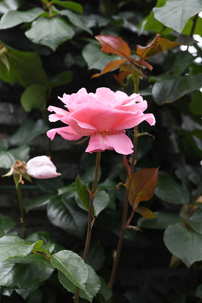 バラ つる クイーン エリザベス｜花の手帖の薔薇図鑑