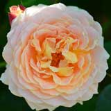 バラ クイーン ネフェルティティ｜花の手帖の薔薇図鑑