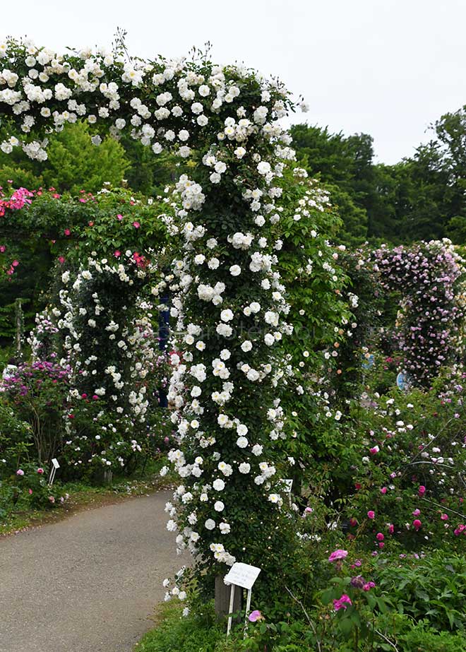 バラ ｜花の手帖の薔薇図鑑