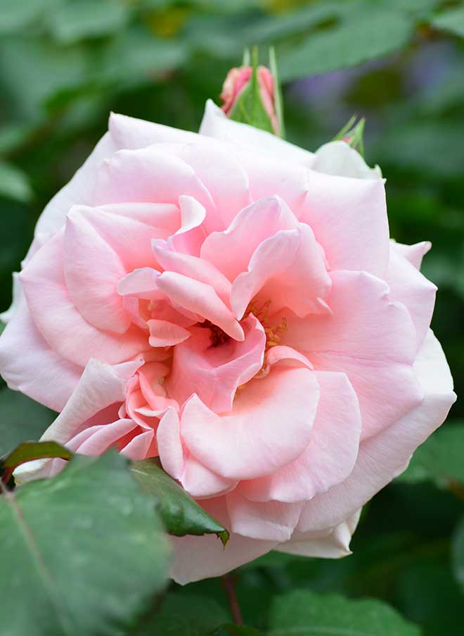 バラ マ シェリ｜花の手帖の薔薇図鑑