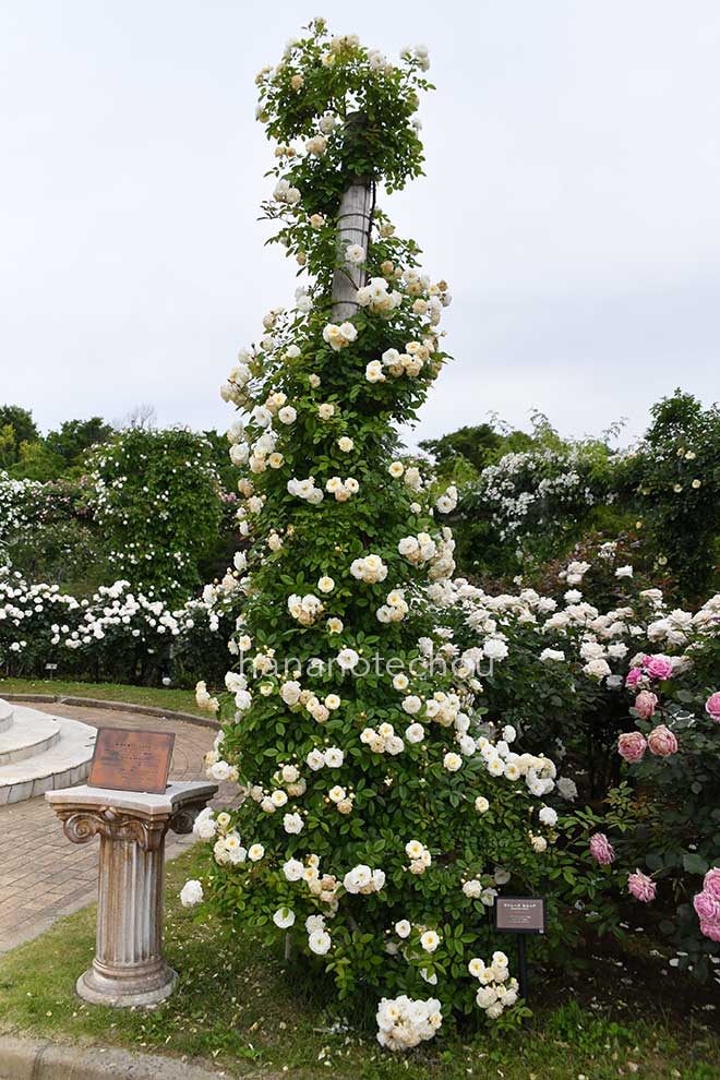 バラ マドレーヌセルツァ｜花の手帖の薔薇図鑑