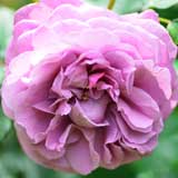 バラ ｜花の手帖の薔薇図鑑