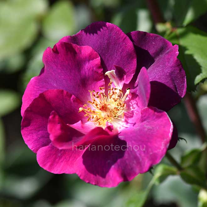 バラ マジェンタ スカイ｜花の手帖の薔薇図鑑