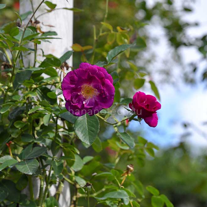 バラ マジェンタ スカイ｜花の手帖の薔薇図鑑