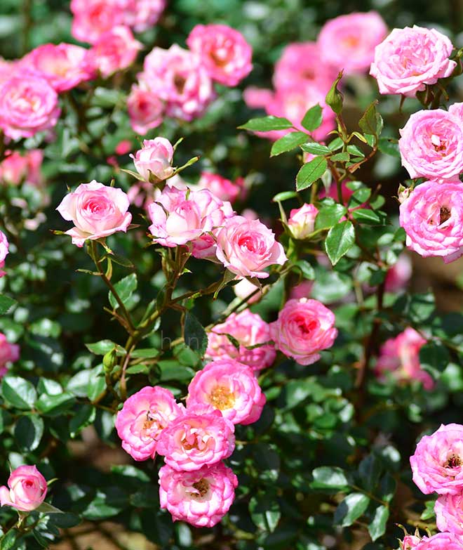 バラ マジック キャローセル｜花の手帖の薔薇図鑑