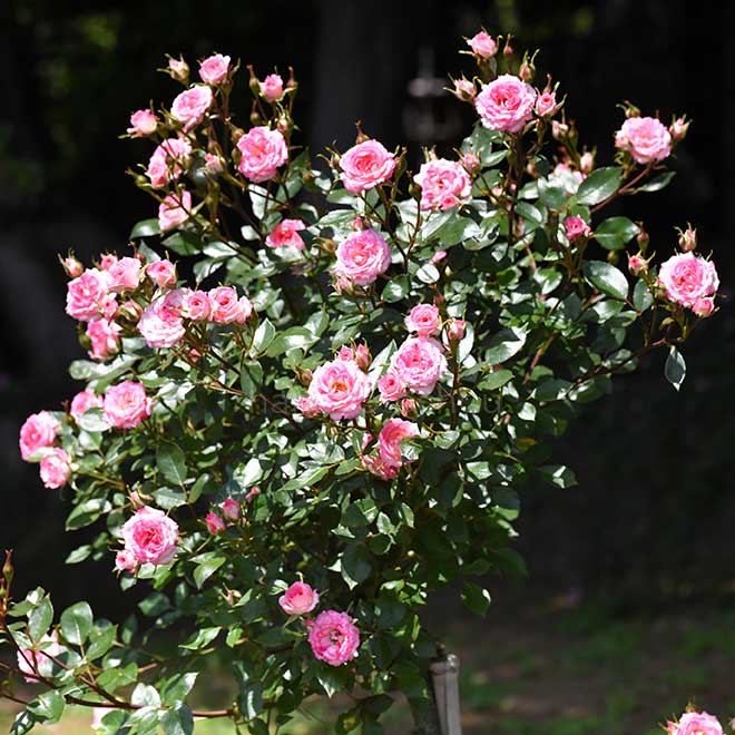 バラ マジック キャローセル｜花の手帖の薔薇図鑑