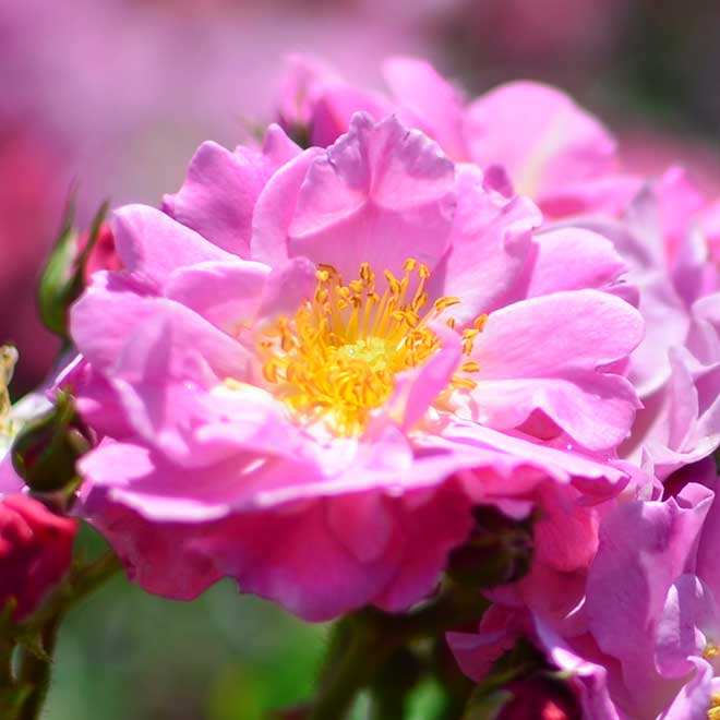 バラ マジックメイディランド｜花の手帖の薔薇図鑑