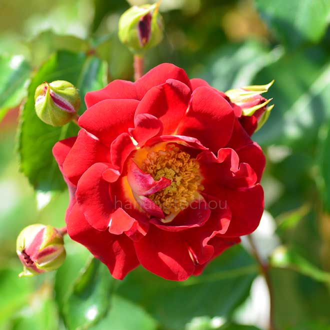 バラ ｜花の手帖の薔薇図鑑