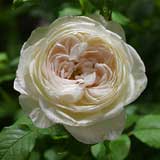 バラ マハネ｜花の手帖の薔薇図鑑