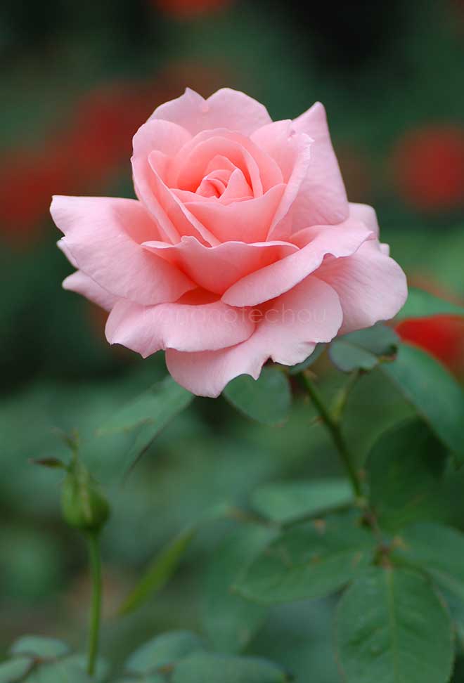 バラ マヒナ'81｜花の手帖の薔薇図鑑