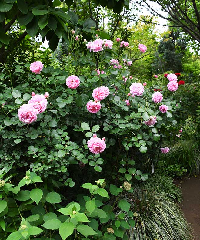 バラ メイド マリオン｜花の手帖の薔薇図鑑