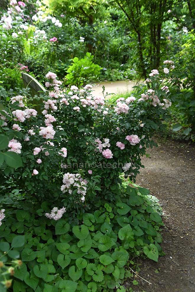 バラ 舞娘｜花の手帖の薔薇図鑑