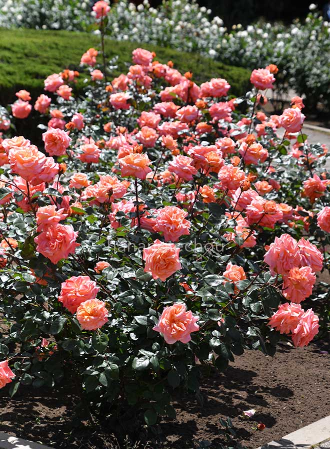 バラ マジョレット｜花の手帖の薔薇図鑑