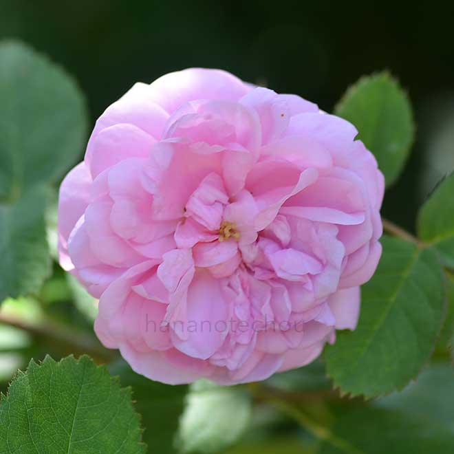 バラ マルビーナ｜花の手帖の薔薇図鑑